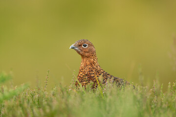 Close up of a young Red Grouse male, facing left and sat in natural moorland habitat of heather and grasses.  Scientific name: Lagopus lagopus. Clean background. Swaledale, Yorkshire Dales. Copy space