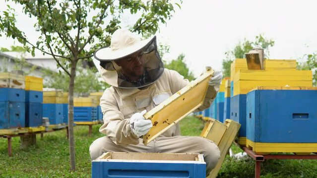 Beekeeper at Work. Bee keeper lifting shelf out of hive. The beekeeper saves the bees
