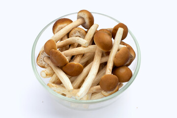 Yanagi Matsutake mushroom on white background.
