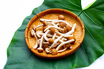 Yanagi Matsutake mushroom on green leaf