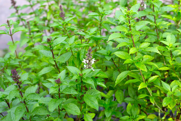 Sweet basil, Flower and leaves