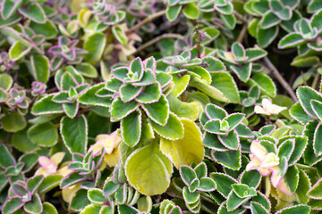 Maxican mint, Fresh colorful leaves. Coleus amboinicus