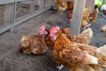 Hens in the chicken farm. Organic p