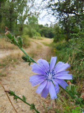 Cichorium intybus (Flor de achicoria) 