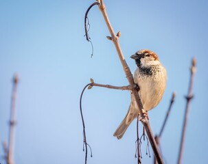 Selective focus shot of a house sparrow perched on a branch