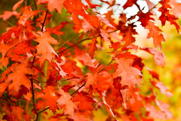 Naklejka na ściany i meble Bright crimson leaves of a young maple close-up against the background of blurred golden colors of autumn. Background
