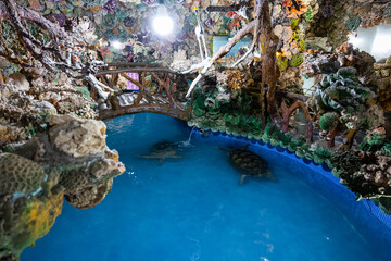 Sea turtle swim in the water pond at penghu temple