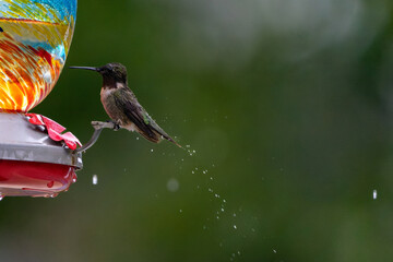 Humming bird feeding in the rain