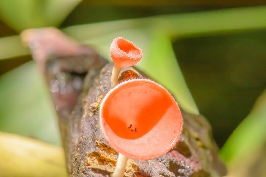 Closeup Shot Of Cookeina Cup Fungi In The Family Sarcoscyphaceae On The Wood