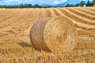 Round hay bales of straw rolled on agricultural farm pasture and grain estate after harvesting...