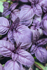 Growing purple basil in a garden in the open air.