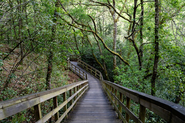Fototapeta na wymiar Wooden walkway in green springtime forest