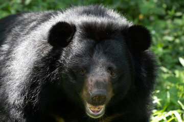 Close up Asiatic Black Bear