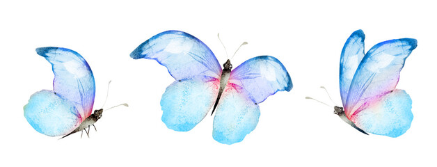 Color watercolor butterfly , isolated on the white background. Set - obrazy, fototapety, plakaty