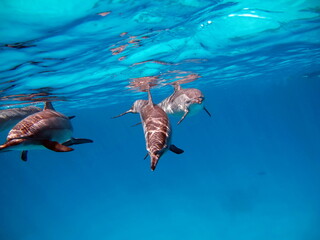 Dolphins. Spinner dolphin. Stenella longirostris is a small dolphin that lives in tropical coastal...