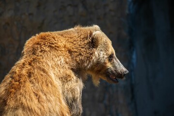 Closeup of adorable Grizzly bear with open mouth in its enclosure in the zoo