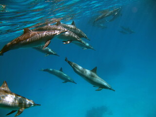 Dolphins. Spinner dolphin. Stenella longirostris is a small dolphin that lives in tropical coastal waters around the world. 

