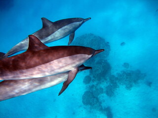 Dolphins. Spinner dolphin. Stenella longirostris is a small dolphin that lives in tropical coastal...