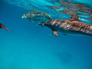 Dolphins. Spinner dolphin. Stenella longirostris is a small dolphin that lives in tropical coastal waters around the world. 

