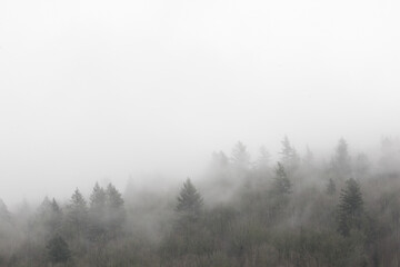 Fototapeta na wymiar Foggy Forest