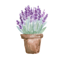 Pot with  lavender flower.  Watercolor illustration.