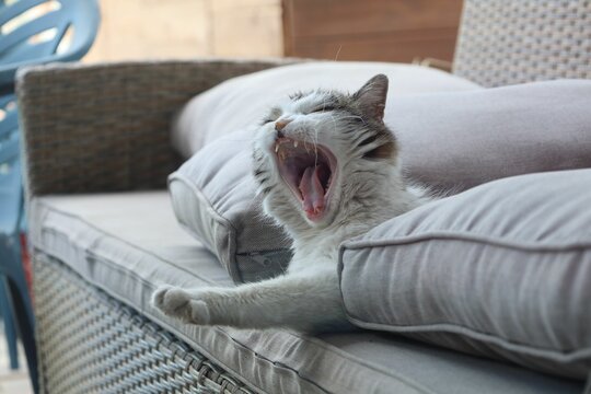 Lazy Yawning Cat Lying On A White Couch Between Pillows