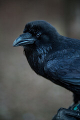 Close-up portrait of a beautiful large black raven