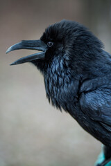 Close-up portrait of a beautiful large black raven