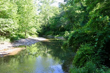 Naklejka premium The flowing creek in the summer forest.