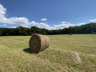 hay in a pasture with trees in background and blue sky with clouds