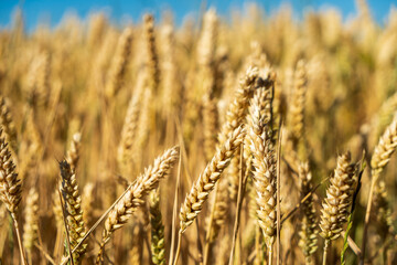 Golden wheat field in summer