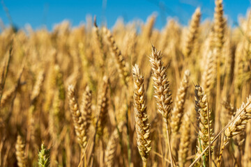 Golden wheat field