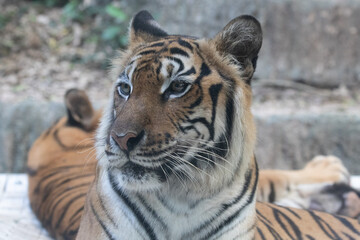 Fototapeta na wymiar Portrait of Indochinese Tiger