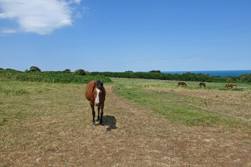 Chevaux rencontrés sur le chemin de randonné GR34 en bretagne