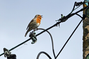 Rouge-gorge chanteur perché sur un fil électrique  © Patricia