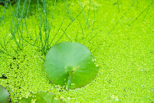 睡蓮の葉 Images – Browse 135 Stock Photos, Vectors, and Video