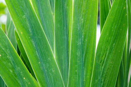 細長い葉 の画像 548 件の Stock 写真 ベクターおよびビデオ Adobe Stock