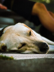 dog with a bone