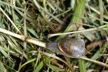 Apr&egrave;s la pluie sortent les escargots