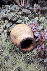 Dirty flowerpot ready to be refurbished. Decorative ceramic pot lying on uncut green grass and leafy plants in a home garden outdoors. Rustic outdoor decoration neglected and weathered in a yard.