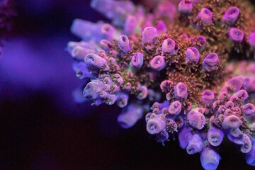 Closeup shot of acropora tenuis corals underwater