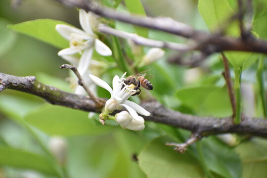 Abeja polinizando flor de lim&oacute;n