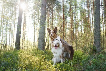 dogs hug. Two cute border collies in the park in summer  - obrazy, fototapety, plakaty