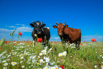 Two close-up cows stand in a wild field with herbs and flowers