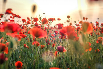 Fototapeta premium Delicate red poppies in a field against sunset