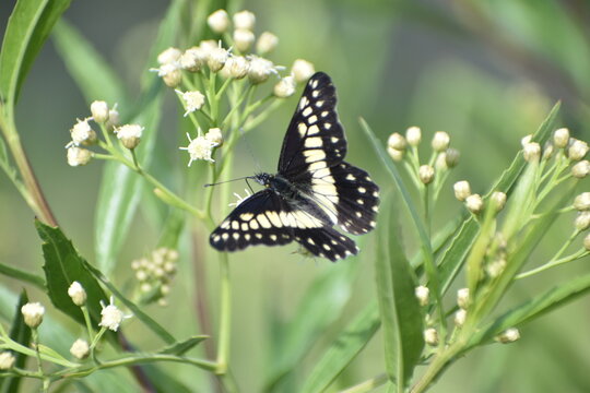 Mariposa dardo blanco, alas extendidas