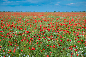 Beautiful poppy field and blue sky