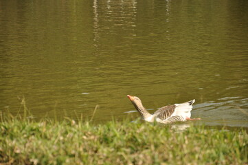 DUCK 