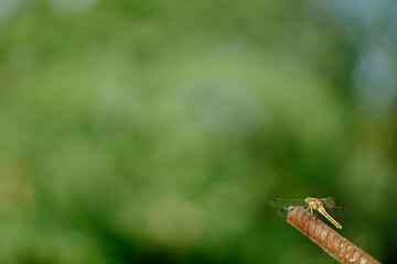 Beautiful yellow aggressive dragonfly rests and chilling on metal stick in garden . Blurred green background with a copyspace. Nature habitat. Beautiful vintage nature scene with dragonfly outdoors