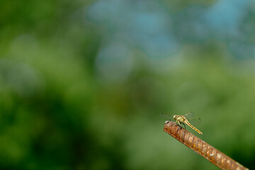 Beautiful yellow aggressive dragonfly rests and chilling on metal stick in garden . Blurred green background with a copyspace. Nature habitat. Beautiful vintage nature scene with dragonfly outdoors